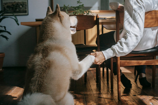 Unbreakable Bonds: How Pets Teach Us the True Meaning of Love and Loyalty